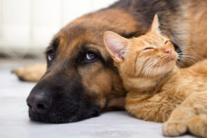 Dog and cat pets
