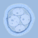 Embryo under microscope