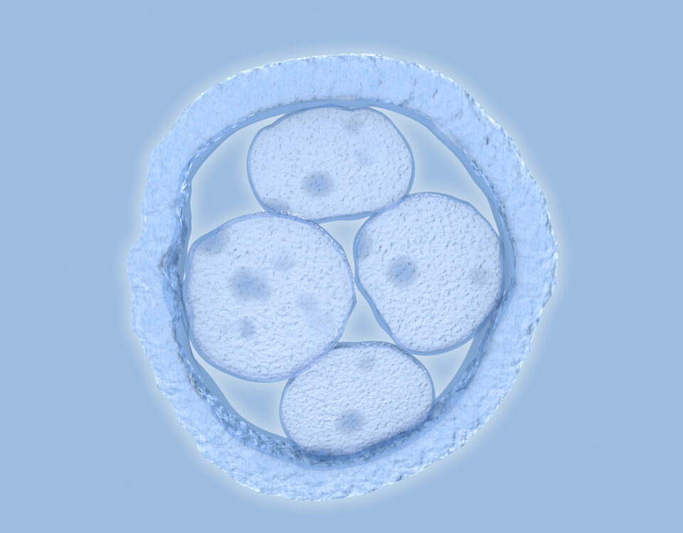 Embryo under microscope