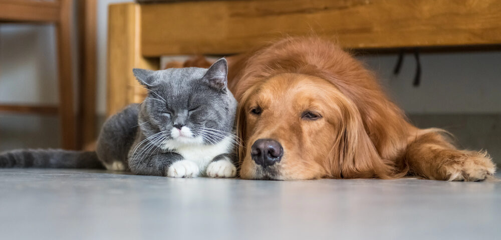 Golden retriever and cat