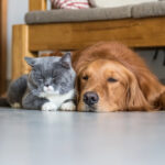 Golden retriever and cat