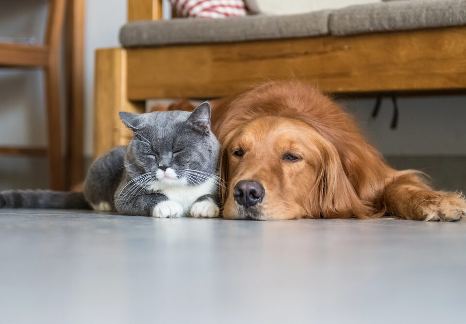 Golden retriever and cat
